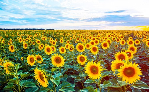 Sonnenblumenfeld, Sonnenblume, Sommer